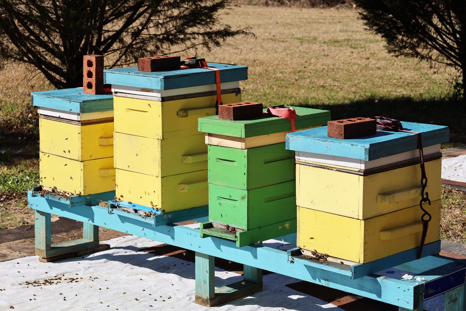 Beehive boxes set up at a fixed outdoor apiary, the kind of stationary, compliant location bees need rather than a hive traveling with an RV.