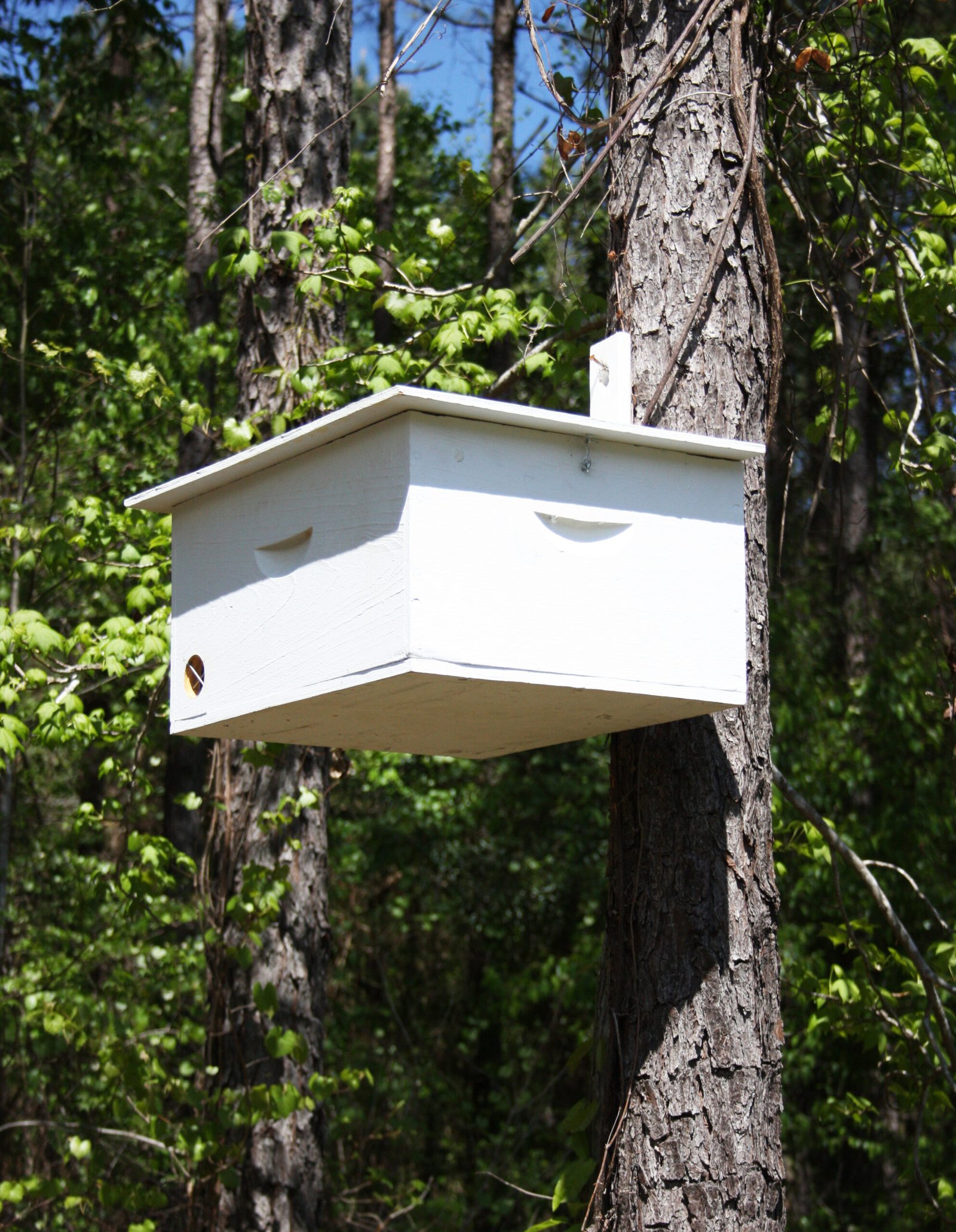 A wooden beehive box set up in a backyard, the kind of property and equipment that falls under homeowners insurance coverage questions for beekeepers.