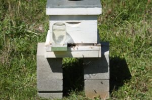 A wooden beehive box positioned in a yard, the kind of well-documented, compliant setup that helps a beekeeper contest an HOA fine.