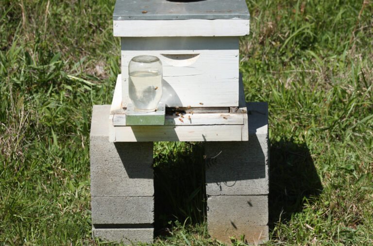 A wooden beehive box positioned in a yard, the kind of well-documented, compliant setup that helps a beekeeper contest an HOA fine.
