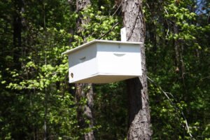 An outdoor beehive box in a Gulf Coast state, the kind of hive that needs strapping and repositioning ahead of hurricane season