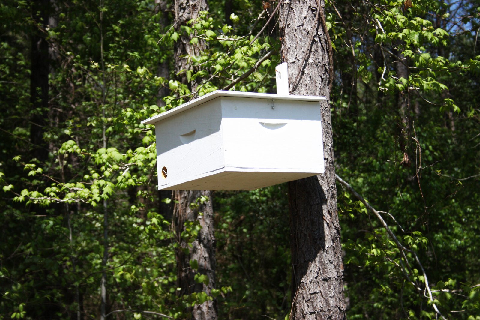 An outdoor beehive box in a Gulf Coast state, the kind of hive that needs strapping and repositioning ahead of hurricane season