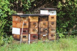 A beehive placed in a backyard, illustrating the kind of deliberate placement away from play areas that matters most for families with young children in the house.
