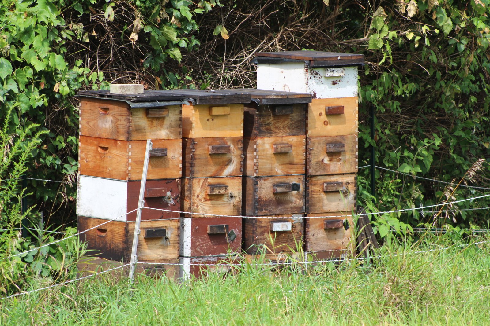 A beehive placed in a backyard, illustrating the kind of deliberate placement away from play areas that matters most for families with young children in the house.