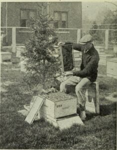 Black and white 1923 photograph of a beekeeper turning a honeycomb frame over by hand to inspect it