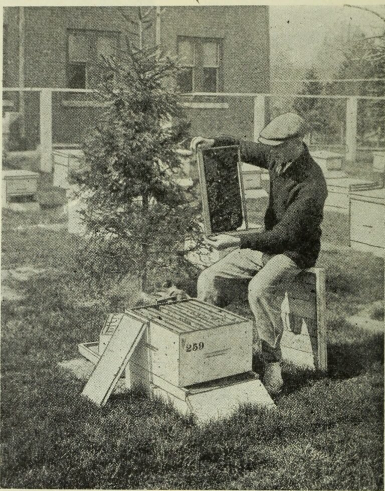 Black and white 1923 photograph of a beekeeper turning a honeycomb frame over by hand to inspect it