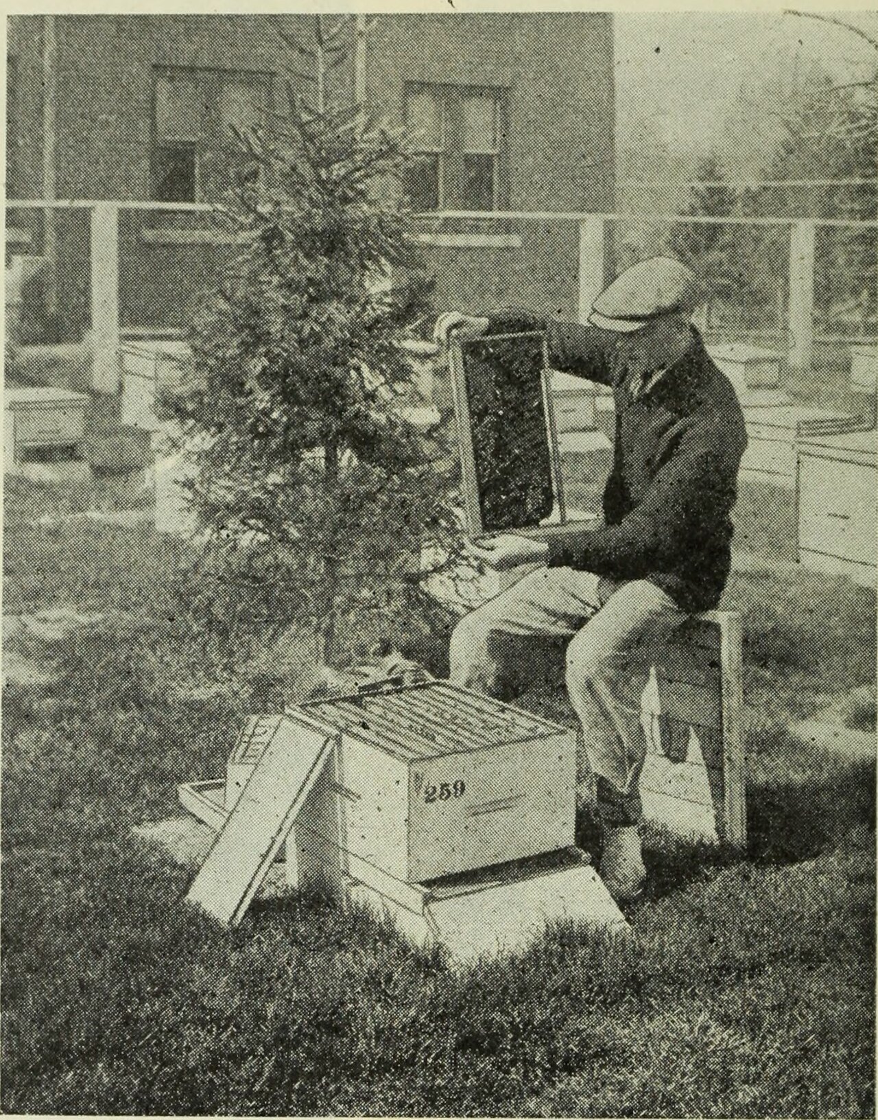 Black and white 1923 photograph of a beekeeper turning a honeycomb frame over by hand to inspect it