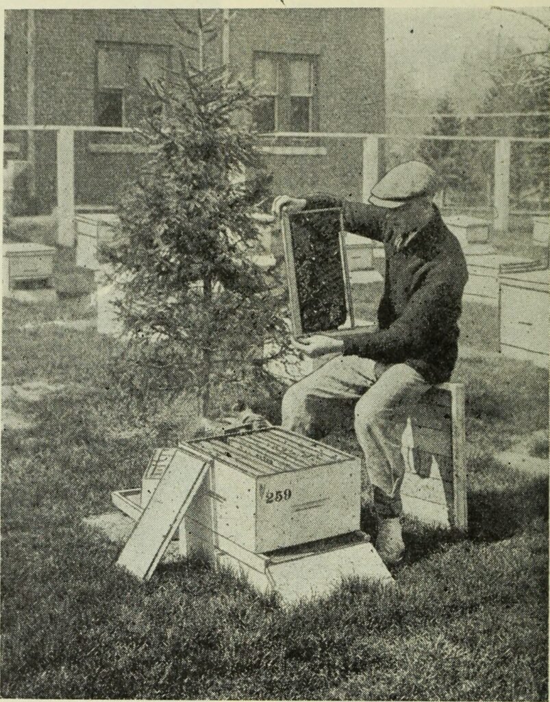 Black and white 1923 photograph of a beekeeper examining a turned honeycomb frame by hand outdoors
