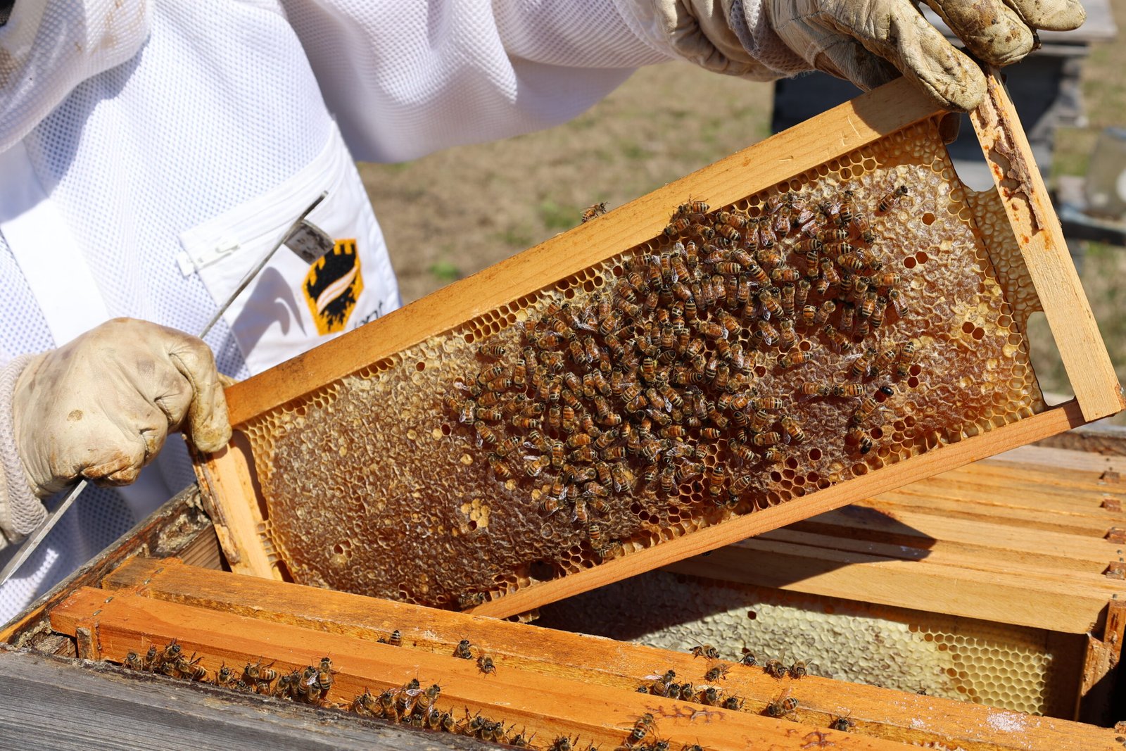 A beekeeper inspecting hive frames, the kind of routine access a written host-a-hive agreement needs to guarantee on someone elses land