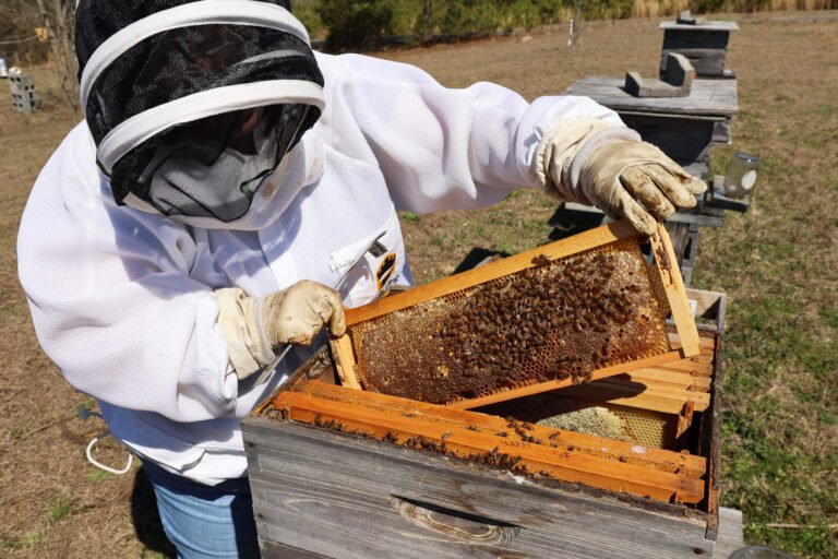 A beekeeper inspecting a managed hive, the kind of colony Massachusetts requires to be registered annually and subjects to active state disease inspection.