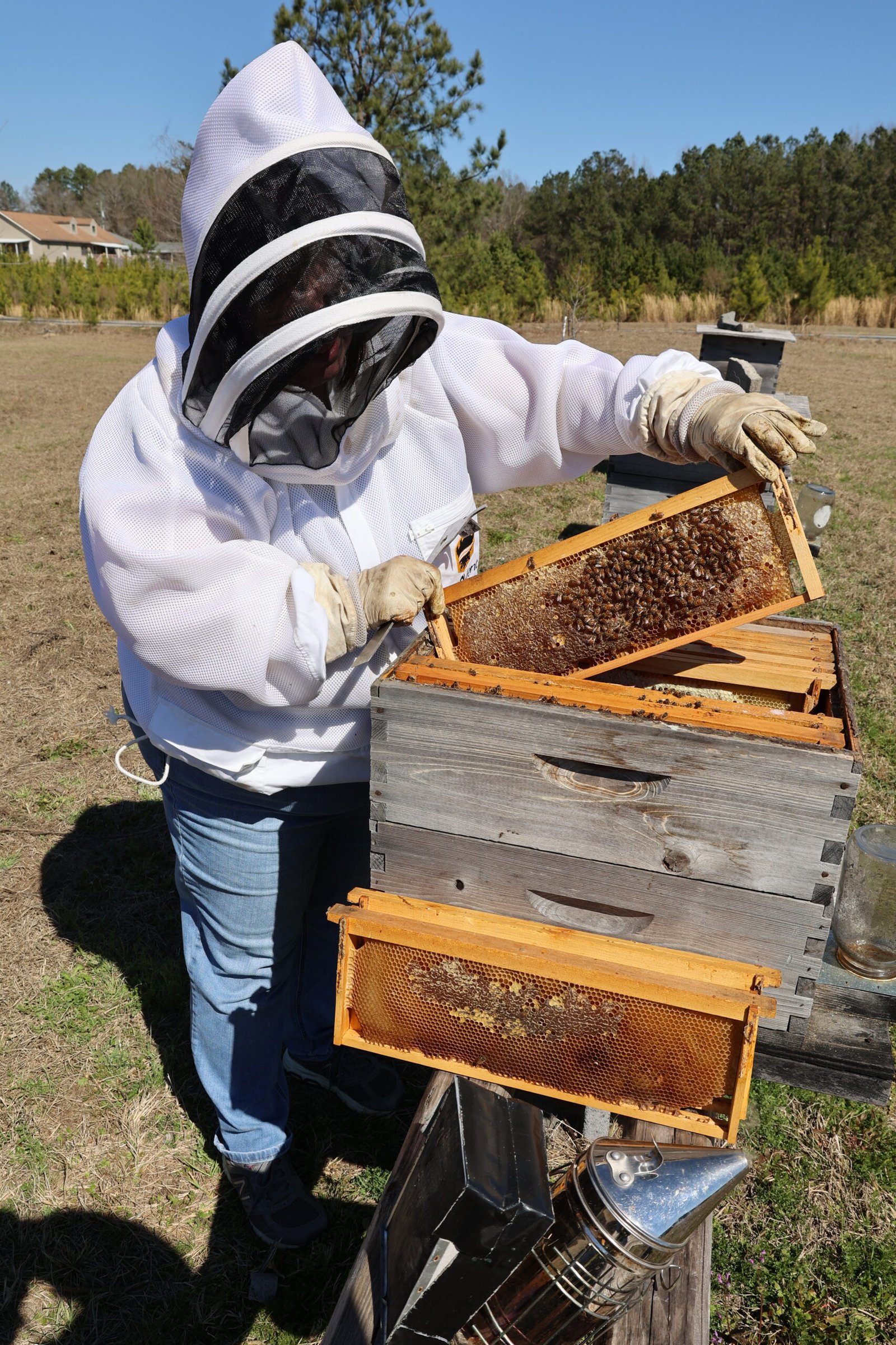 A close inspection of a hive frame, the kind of detailed disease-and-pest checking work that is the core job of a state apiary inspector.