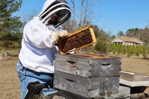 A beekeeper inspecting a hive as part of university extension work, the kind of applied apiculture research and education that formal entomology programs support