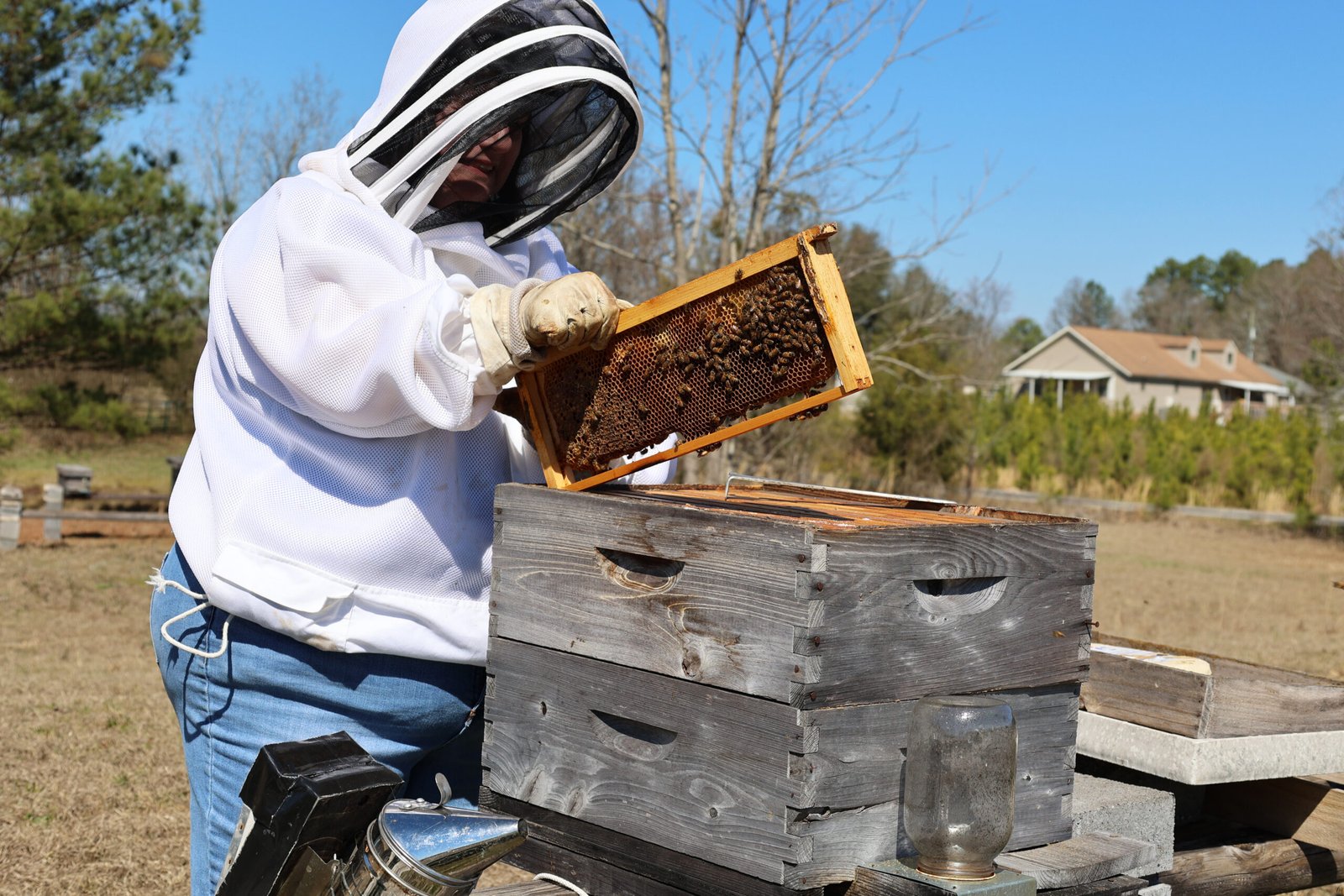 A beekeeper calmly inspecting a hive, the kind of slow, deliberate movement that is the core behavioral rule for keeping children safe near an active apiary.