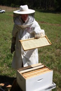 A beekeeper opening a hive box, the kind of ongoing colony management that cannot pause while an apiary asset dispute is being resolved