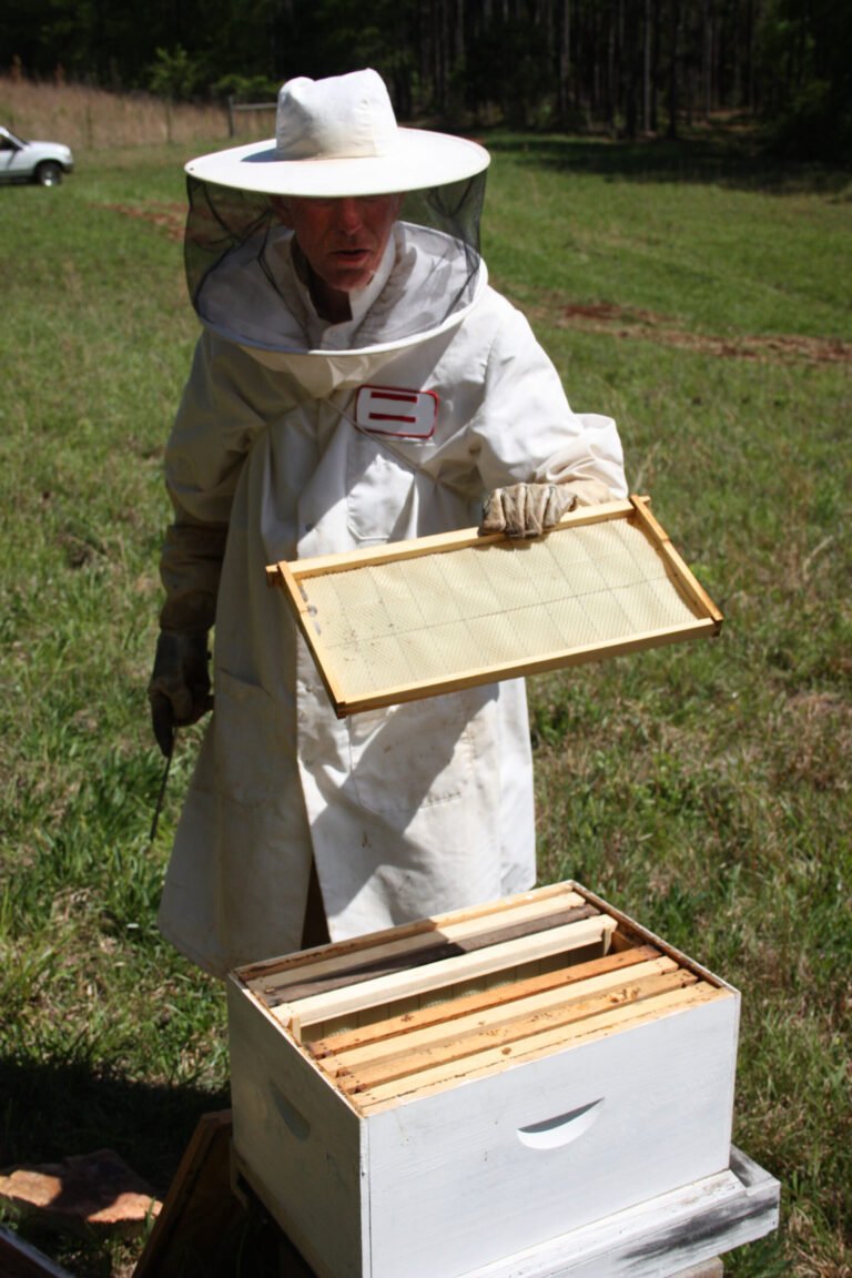 A beekeeper opening a hive box, the kind of ongoing colony management that cannot pause while an apiary asset dispute is being resolved