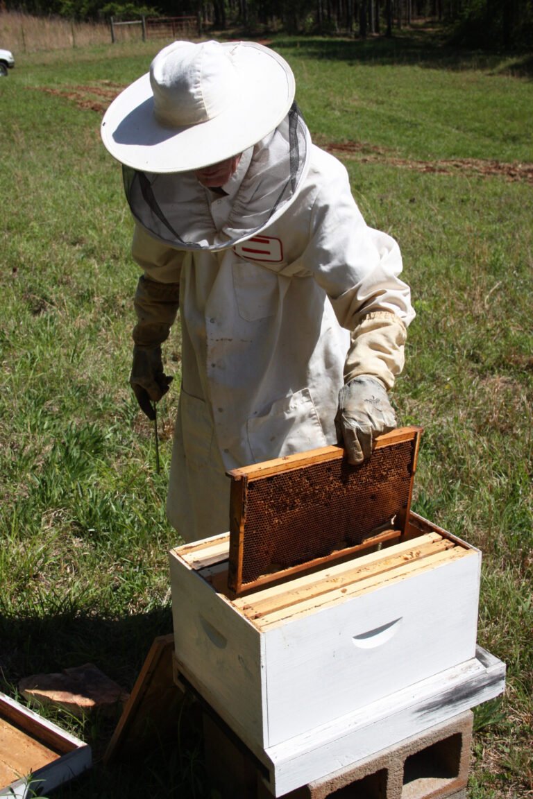 A beekeeper opening a hive box, the kind of frequent sting exposure that makes venom allergy testing especially relevant for regular apiary managers.