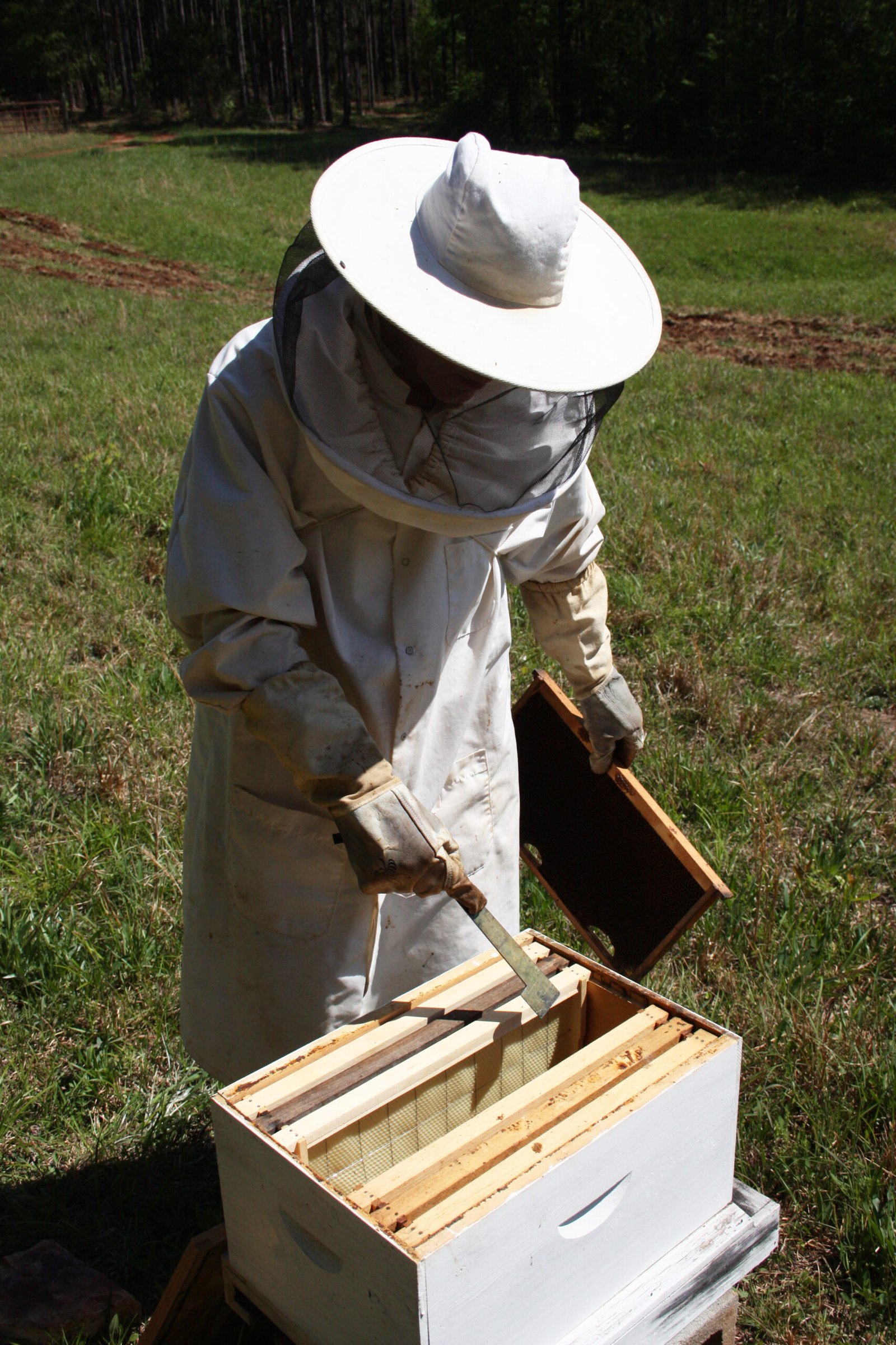 A beekeeper working an open hive outdoors, the kind of field setting where temperature swings make EpiPen storage genuinely difficult to manage.