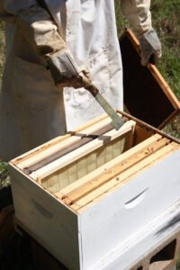 A beekeeper opening a hive box, illustrating the kind of hands-on work Social Security weighs when evaluating self-employment activity for disability benefits