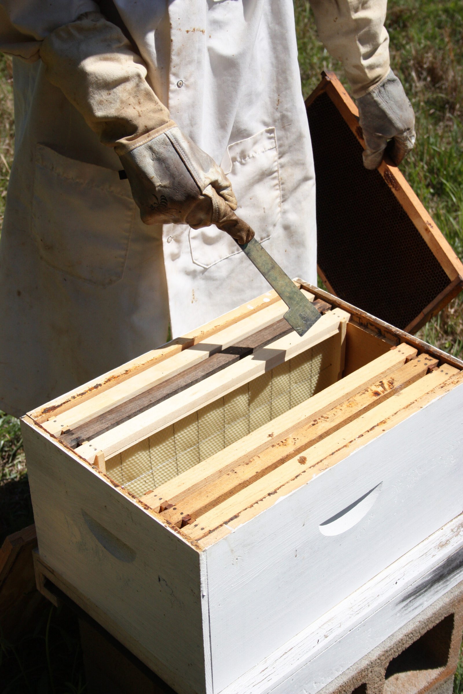 A beekeeper opening a hive box, illustrating the kind of hands-on work Social Security weighs when evaluating self-employment activity for disability benefits