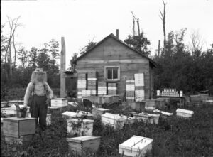 A historical photograph of a beekeeper standing among his hives, a reminder that an apiary is a living legacy that needs a plan for who continues caring for it.