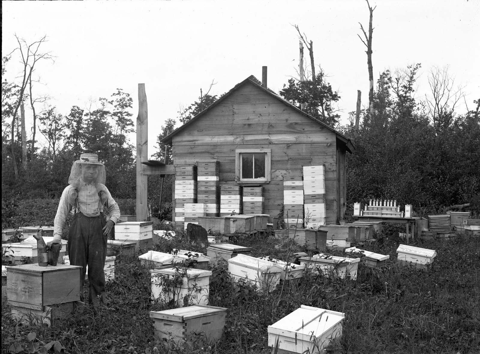 A historical photograph of a beekeeper standing among his hives, a reminder that an apiary is a living legacy that needs a plan for who continues caring for it.