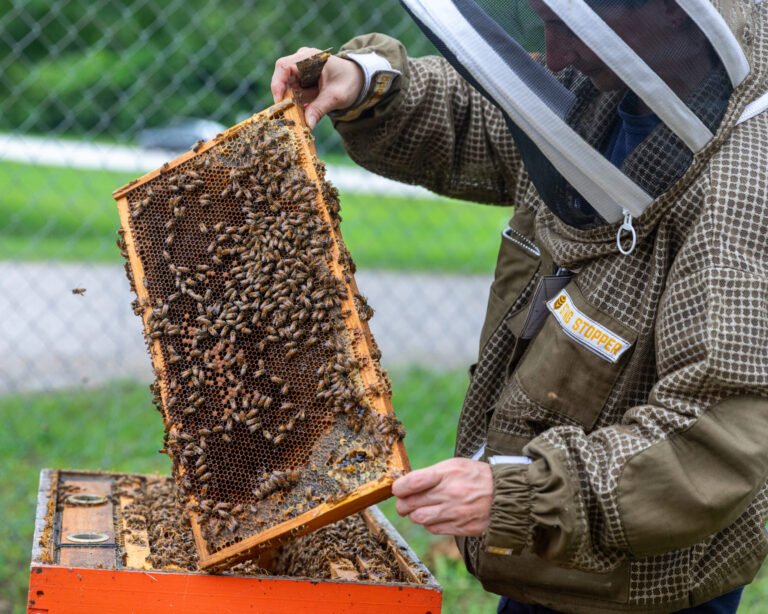 Beekeeper in a veil lifting a brood frame covered in honey bees from an open hive box