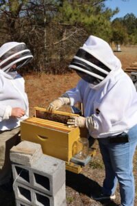 Two beekeepers inspecting a hive together, the kind of hands-on mentorship experience an apprenticeship or informal mentorship provides.