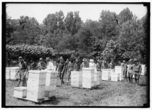 A historical beekeeping instruction demonstration, the kind of hands-on youth education the 4-H beekeeping project is built around