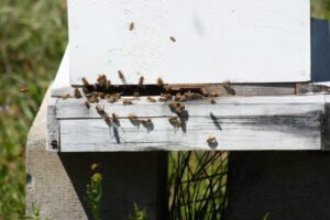 Bees flying near a hive entrance, the kind of area where curious dogs and cats are most likely to be stung