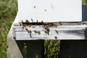 Bees flying near a hive entrance, the kind of area where curious dogs and cats are most likely to be stung