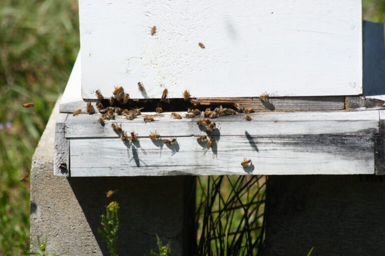 Bees flying near a hive entrance, the kind of area where curious dogs and cats are most likely to be stung