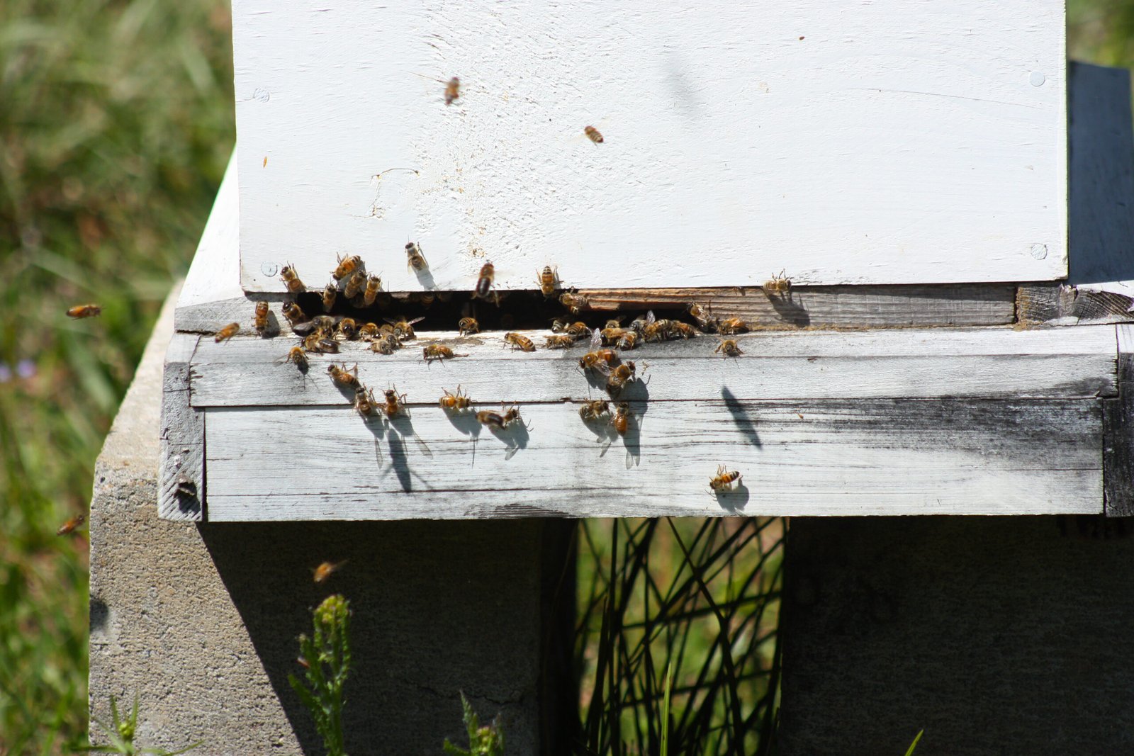 Bees flying near a hive entrance, the kind of area where curious dogs and cats are most likely to be stung