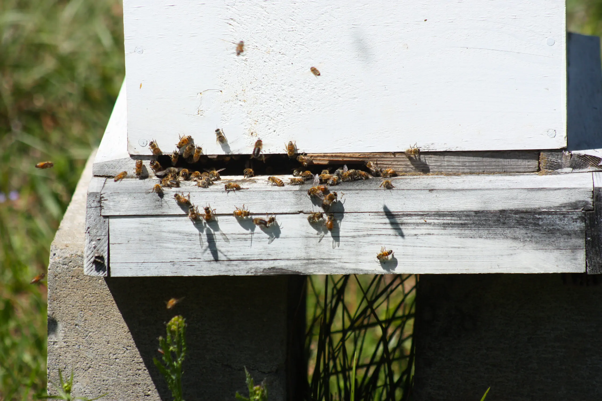 Bees flying near a hive entrance, the kind of area where curious dogs and cats are most likely to be stung