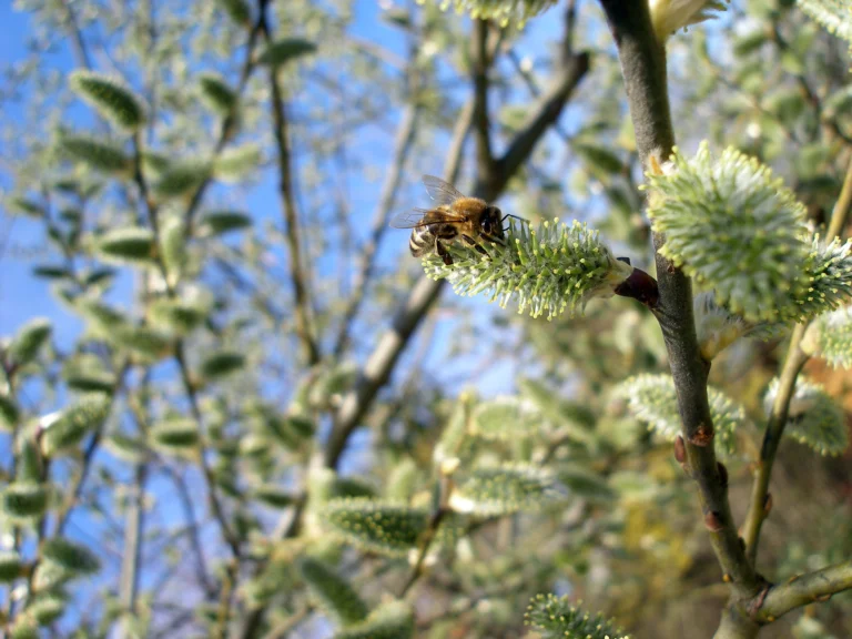 Abeille butinant un chaton de saule marsault, l'une des premières ressources du printemps