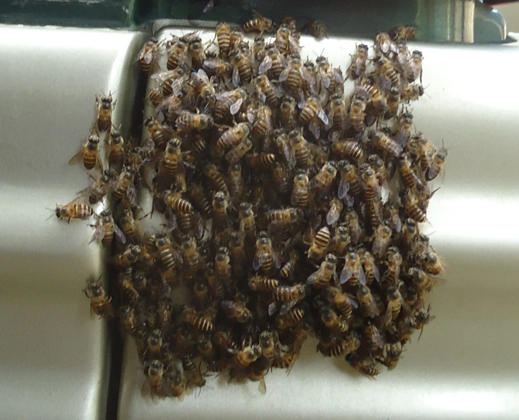 Apis nigrocincta black-banded honeybee colony swarming behavior photographed in Bukidnon, Mindanao, Philippines