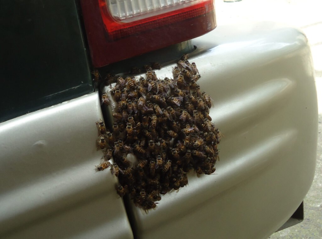 Close-up of Apis nigrocincta bees clustered together during swarming behavior in the Philippines