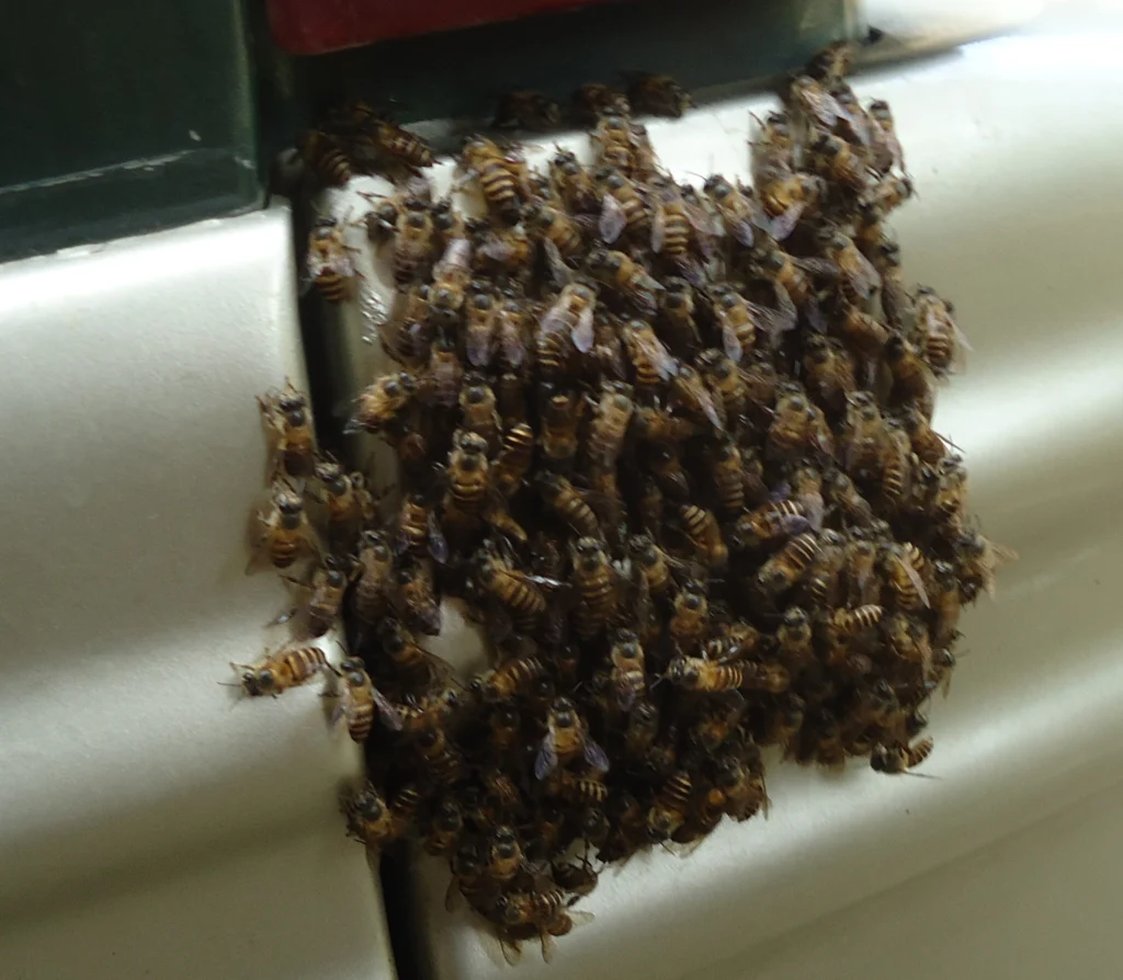 Apis nigrocincta bees swarming, showing the species natural coloring and cluster behavior