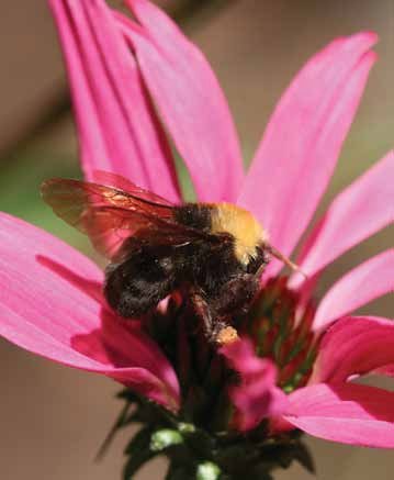 Franklin's bumblebee, Bombus franklini, a black and yellow bumblebee species with a distinctive black-rimmed yellow band, foraging on a pink coneflower