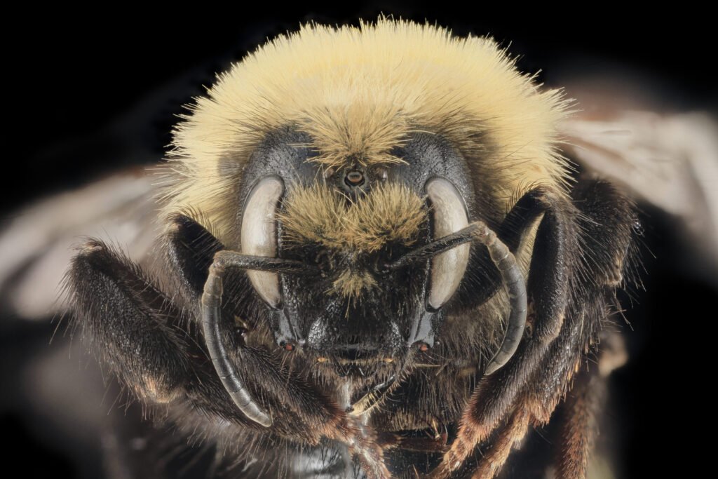 Close-up facial view of Bombus insularis, a North American cuckoo bumblebee, showing its duller coloring