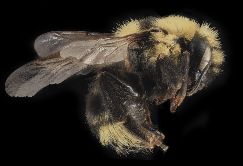 Side profile of Bombus insularis cuckoo bumblebee showing its thicker, more heavily armored exoskeleton