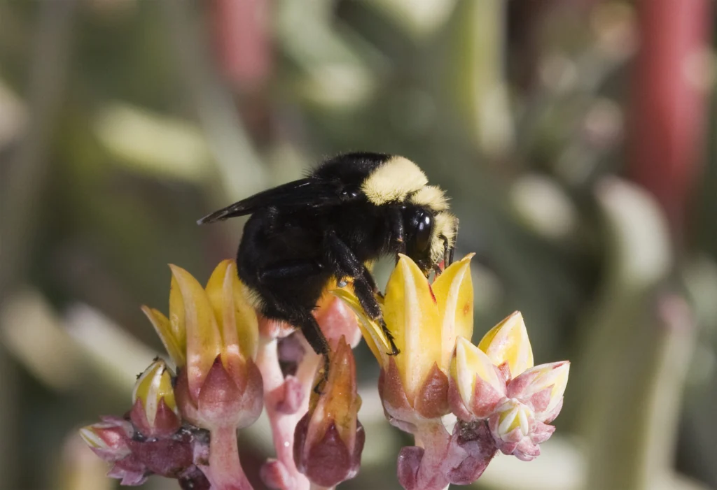 A yellow-faced bumblebee (Bombus vosnesenskii), the species DNA testing identified as the primary victim of the Wilsonville pesticide kill