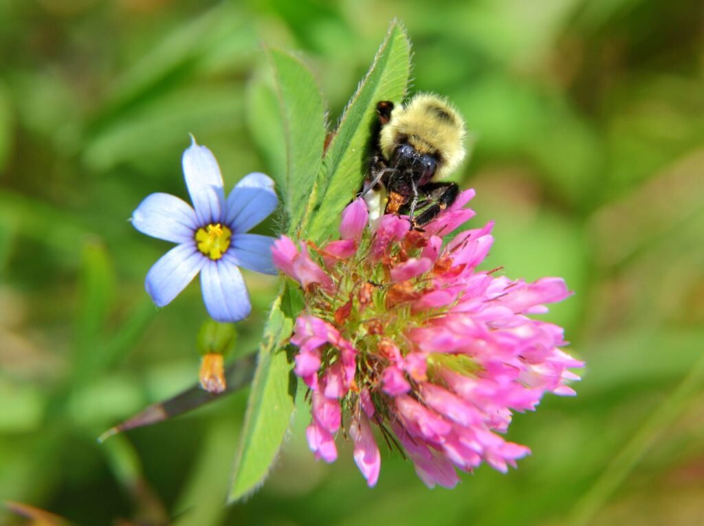 Photo of a bumblebee foraging on a clover blossom in a lawn, the exact scenario studied in pesticide-timing research