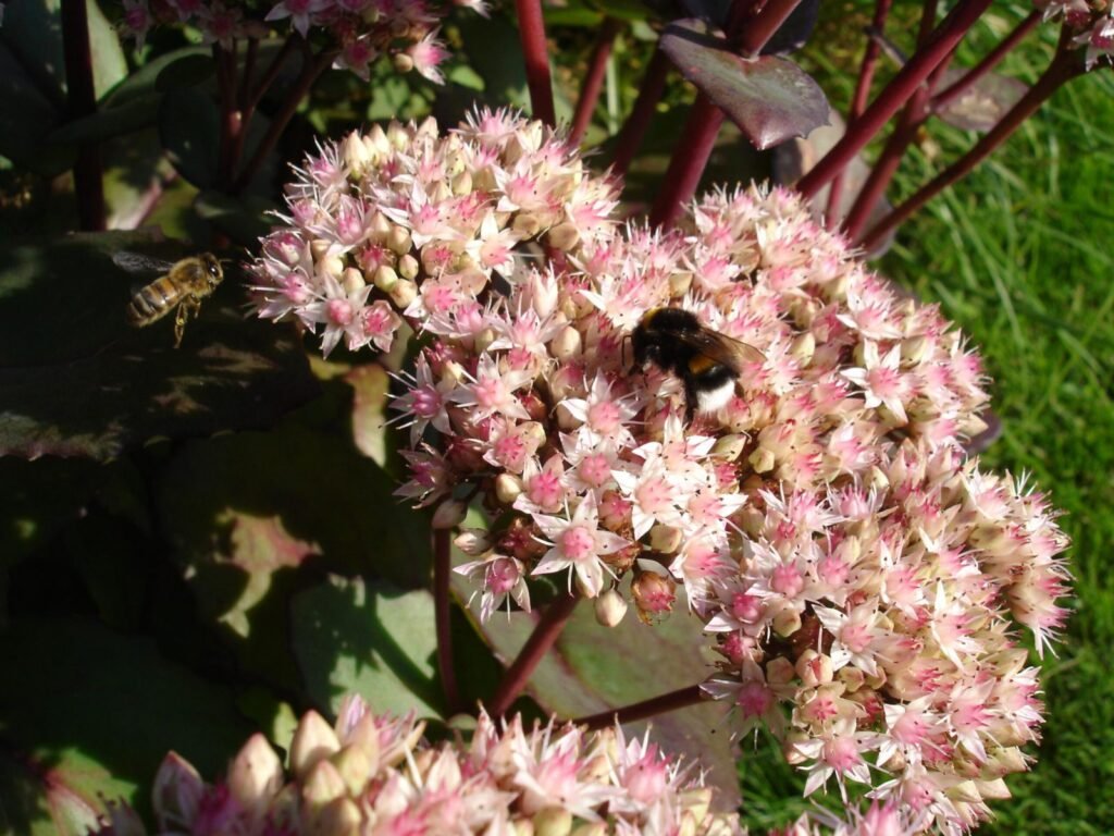 Photo of a bumblebee and a honeybee sharing the same flower, illustrating the resource competition research covers