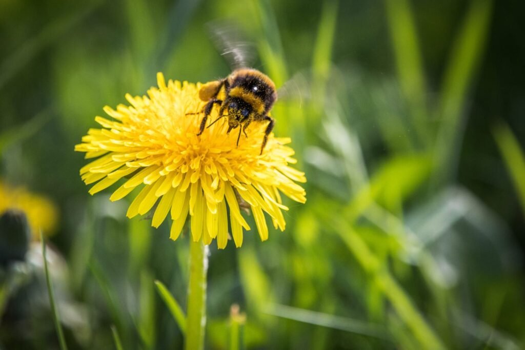 Photo of a bumblebee foraging on a dandelion flower, an early-spring lawn bloom important to newly emerged bees