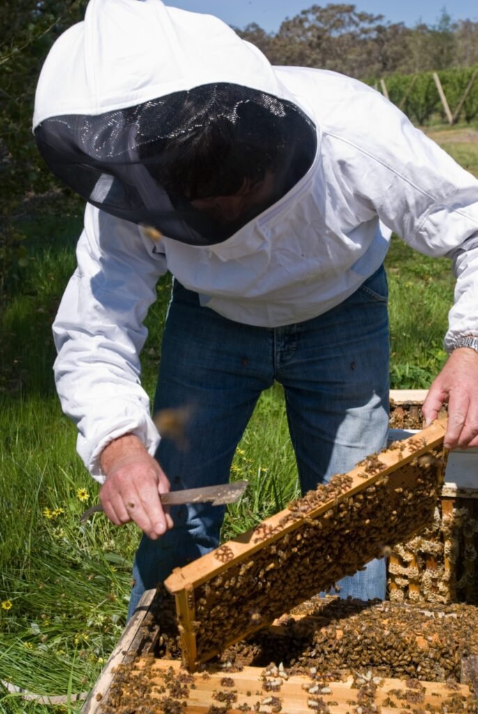 An experienced beekeeper in protective gear examining a frame of bees during a hive inspection, the kind of hands-on demonstration a mentor provides