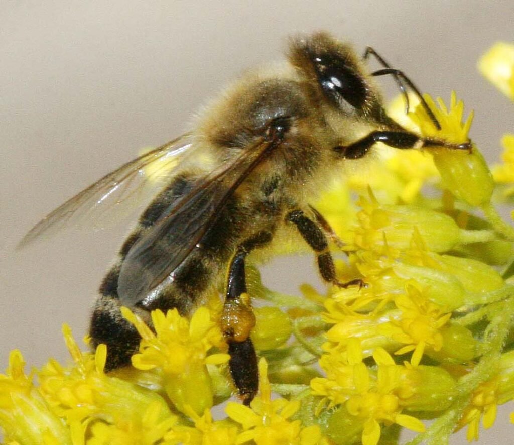 A Carniolan honey bee foraging on goldenrod, illustrating the race's tendency to forage later into the season and in cooler conditions