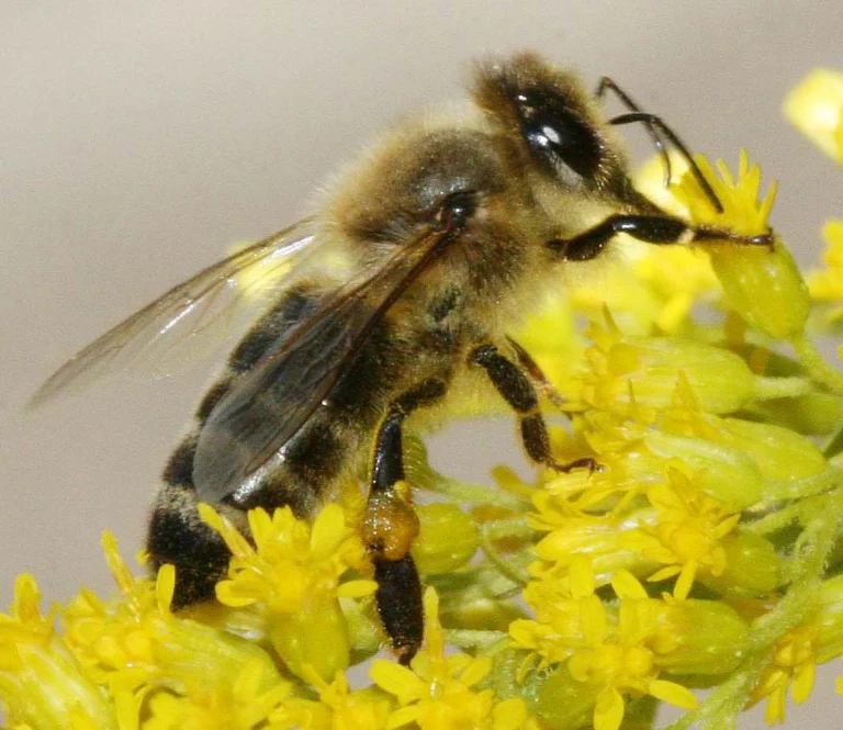 Honeybee foraging on bright yellow goldenrod Solidago flower clusters