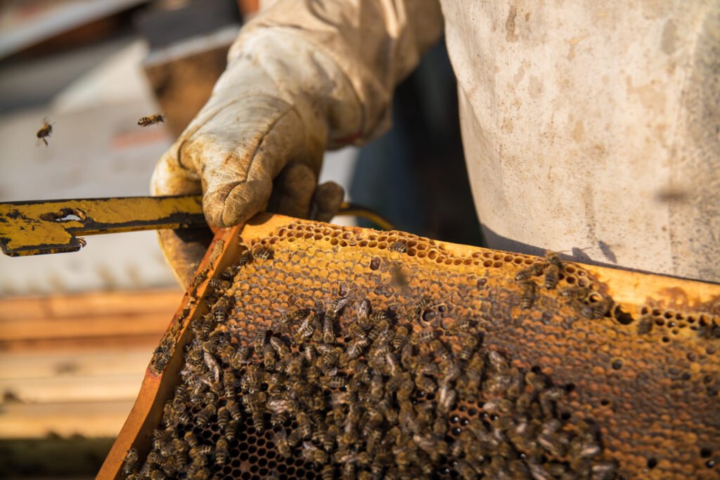 Close-up of capped honeycomb cells filled with honey, the raw product that must be accurately labeled before sale under federal rules