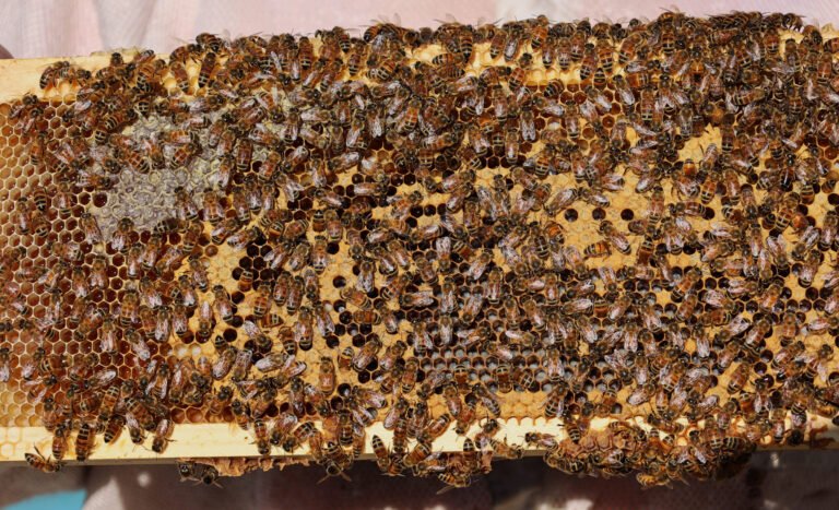 A close-up view of an active beehive, the kind of routine beekeeping exposure where telling local from systemic sting reactions matters most