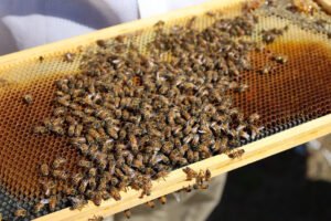 A close-up of a beehive box, the kind of compact urban setup that could be placed on a condo or co-op rooftop with board approval